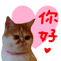 all cat photo sticker chinese