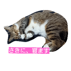 cat,fukusuke